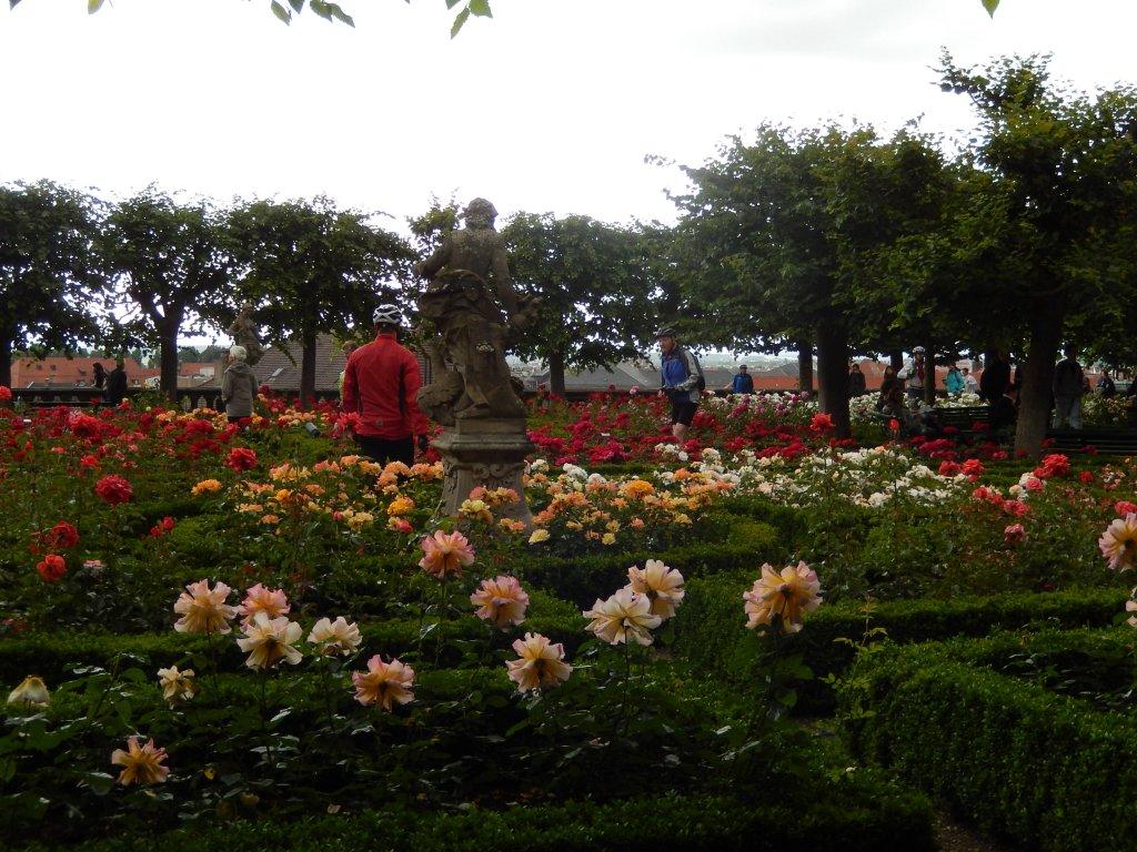 Über 70 Rosensorten gibt es im Bamberger Rosengarten.